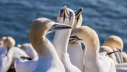 《海贼王》1167话以引人入胜的方式重塑香克斯角色形象