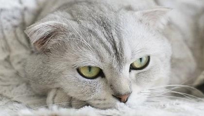 《空洞骑士:丝之歌》DLC将于2026年推出