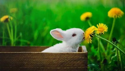 《空洞骑士:丝之歌》DLC将于2026年推出